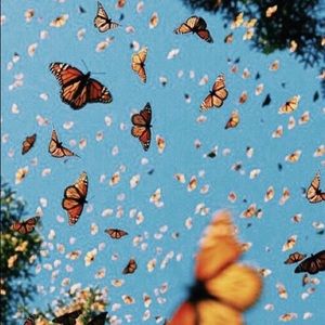 Meet your Posher, Lucy